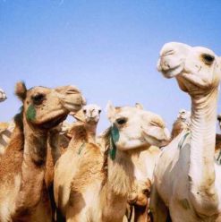 Birqash Camel Market: A Souq since the days of Ibn Khaldun
