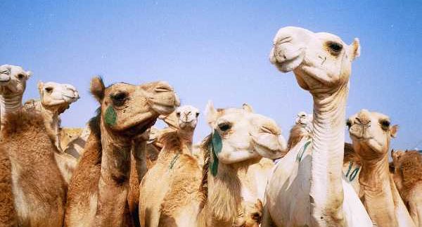 Birqash Camel Market: A Souq since the days of Ibn Khaldun