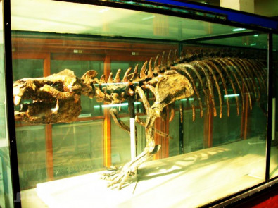 The Egyptian Geological Museum