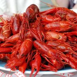 Pomodoro: The Best 15LE You’ll Ever Spend in Cairo