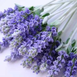 360’s Guide to Essential Oils for Natural Healing