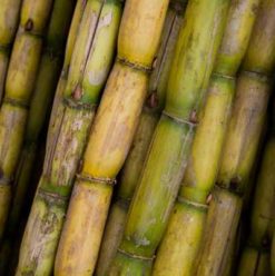 Khokha: Peachy Keen Cairo Juice