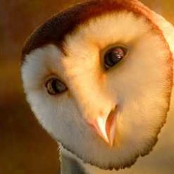 Legend Of The Guardians: Owls Battle Good and Evil