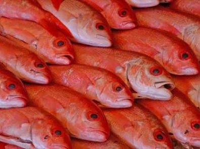 Fish Market