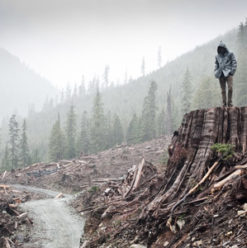 If a Tree Falls: A Story of the Earth Liberation Front: Eco-Documentary