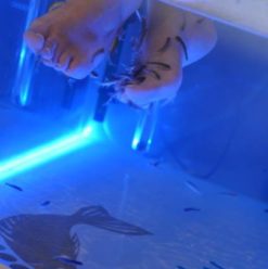 It’s Fishy: Strange Fish Pedicure Treatments at Citystars Cairo