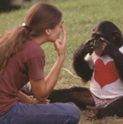 Project Nim: Fascinating Documentary about a Chimp that was Raised as a Human