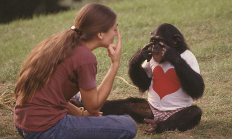 Project Nim: Fascinating Documentary about a Chimp that was Raised as a Human