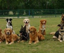 ميدل إيست ويندز: أكاديمية لتعليم الكلاب فنون الطاعة والحراسة