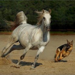 أكاديمية أجياد: منتجع ترفيهي وتعليمي في مدينة 6 أكتوبر