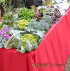 سوق الربيع للمزارعين في مركز نن