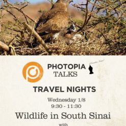 ليالي السفر في فوتوبيا: الحياة البرية في جنوب سيناء في فوتوبيا