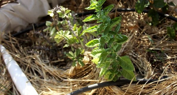 Nawaya: Permaculture and Rooftop Gardening in Cairo