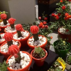Khadra: Gardening Enthusiasts’ Dream at Americana Plaza