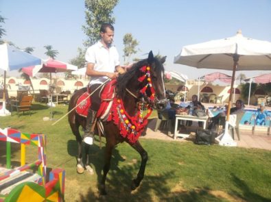 الريف العربي للخيول - Rural Arab Horses