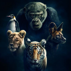 Sir David Attenborough’s Returns With a Brand New Documentary