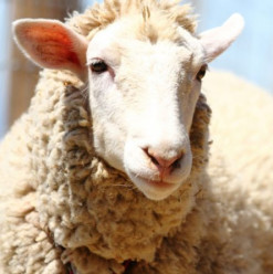 علشان ما حدش يضحك عليك.. 10 نصائح لاختيار أضحية العيد بطريقة صح