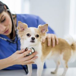 دليلك الكامل لمؤسسات رعاية وحماية الحيوانات في القاهرة