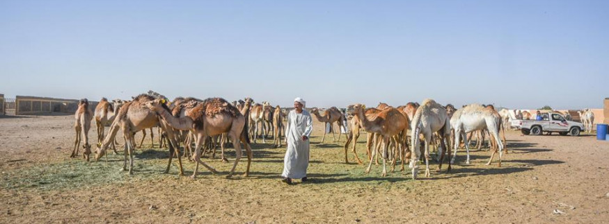 Shalateen: A Forgotten Beautiful City in the South-East of Egypt