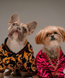 5 محلات في القاهرة هتدلع حيوانك الأليف.. أكل وعلاج وإكسسوارات في مكان واحد