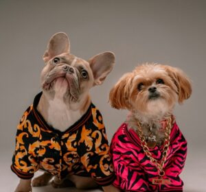 5 محلات في القاهرة هتدلع حيوانك الأليف.. أكل وعلاج وإكسسوارات في مكان واحد