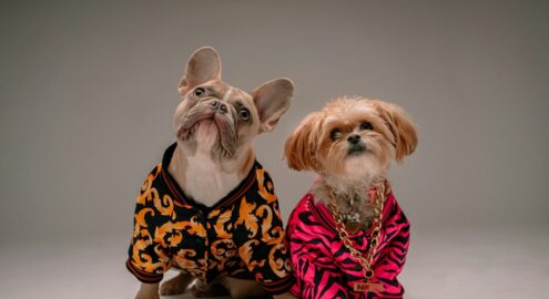 5 محلات في القاهرة هتدلع حيوانك الأليف.. أكل وعلاج وإكسسوارات في مكان واحد