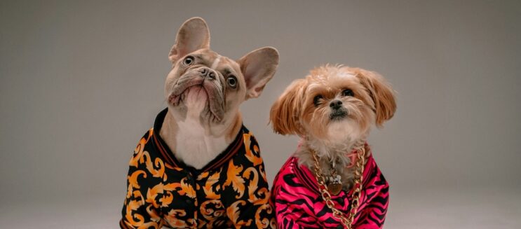 5 محلات في القاهرة هتدلع حيوانك الأليف.. أكل وعلاج وإكسسوارات في مكان واحد