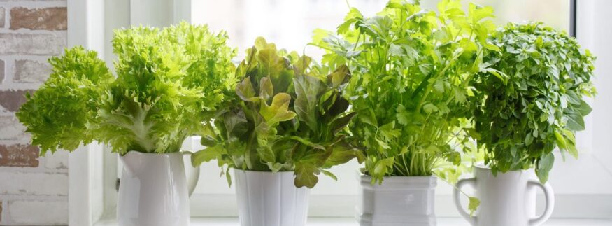 6 Easy-to-Grow Kitchen Herbs that are Perfect for Beginners 