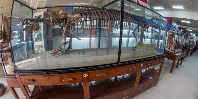 المتحف الجيولوجي المصري.. احترسوا من ديناصور الواحات البحرية العملاق
