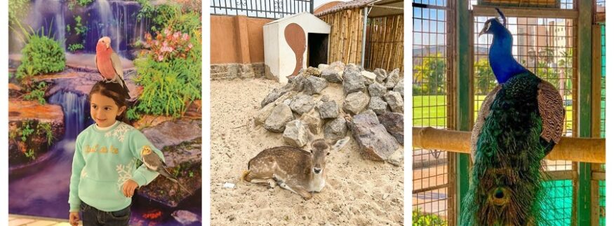 “طيبة روز بلازا”.. حديقة حيوان مصغرة مفتوحة في القاهرة الجديدة