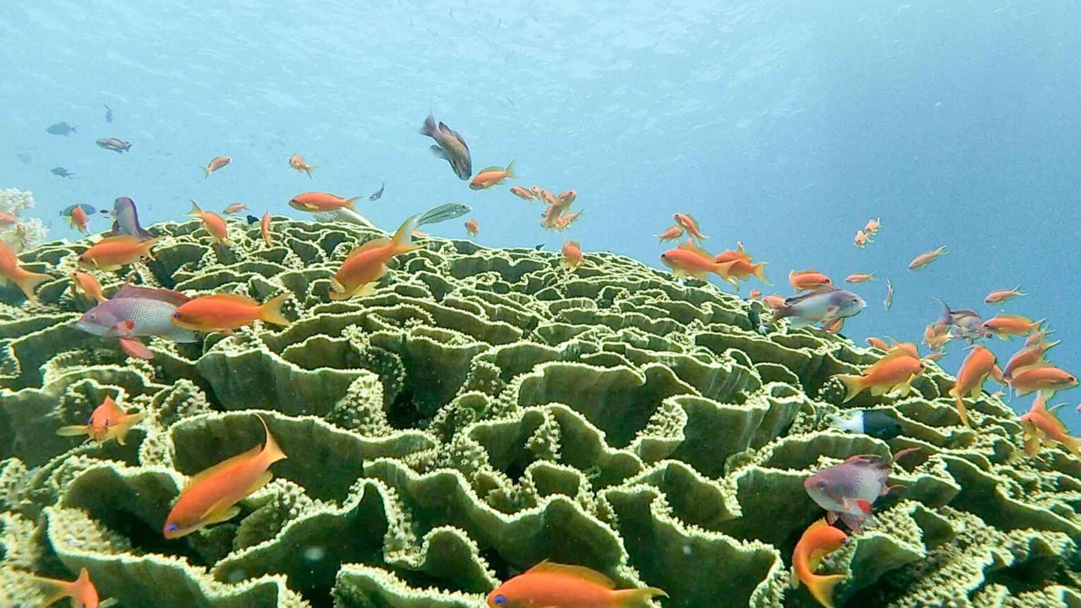 7 Incredible Dive Sites in Egypt Cairo 360 Guide to Cairo, Egypt