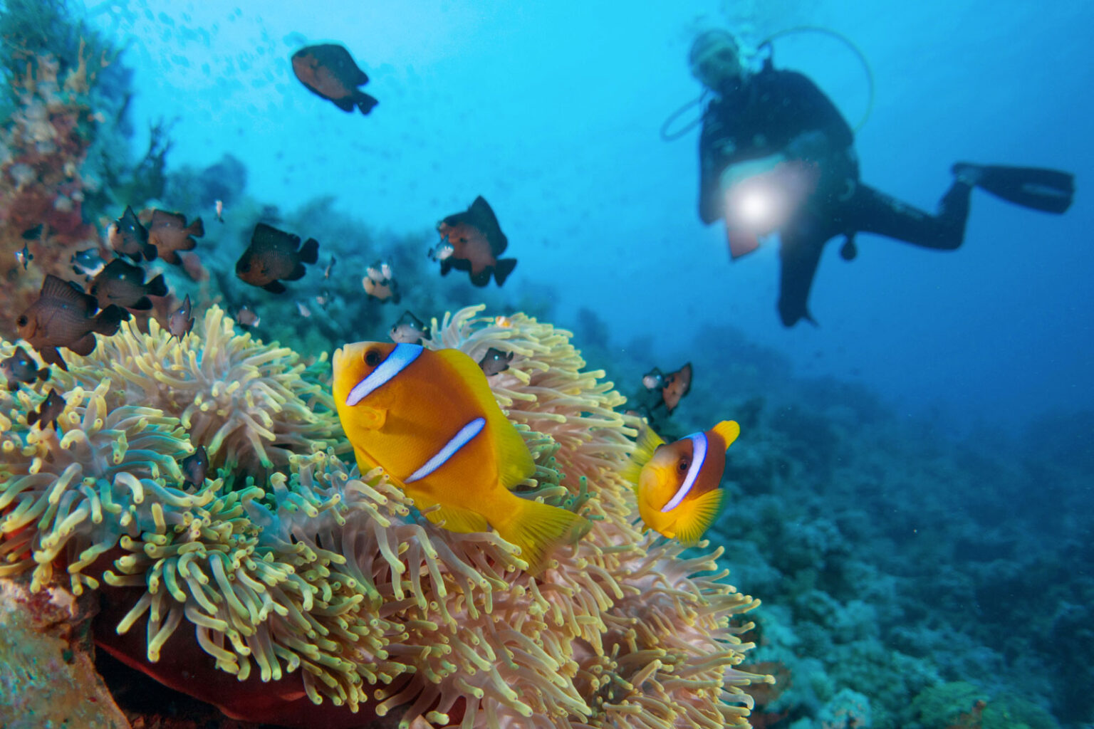 7 Incredible Dive Sites in Egypt Cairo 360 Guide to Cairo, Egypt