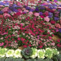 Cairo’s Beauty is in Full Bloom at the 2023 Spring Flower Exhibition