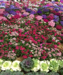Cairo’s Beauty is in Full Bloom at the 2023 Spring Flower Exhibition
