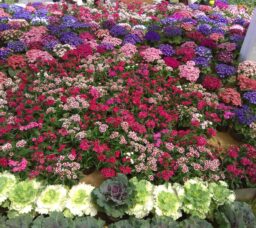 Cairo’s Beauty is in Full Bloom at the 2023 Spring Flower Exhibition