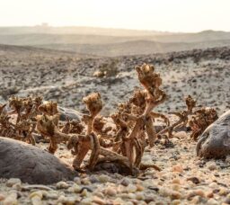 أفضل محميات طبيعية في القاهرة: الغابة المتحجرة ووادي دجلة لتجربة استكشاف فريدة