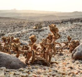 أفضل محميات طبيعية في القاهرة: الغابة المتحجرة ووادي دجلة لتجربة استكشاف فريدة