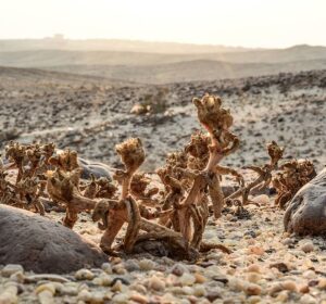 أفضل محميات طبيعية في القاهرة: الغابة المتحجرة ووادي دجلة لتجربة استكشاف فريدة