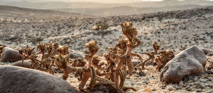 أفضل محميات طبيعية في القاهرة: الغابة المتحجرة ووادي دجلة لتجربة استكشاف فريدة