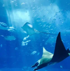 The First Ocean Love Innovation Award: A Leap Towards Clearer Seas