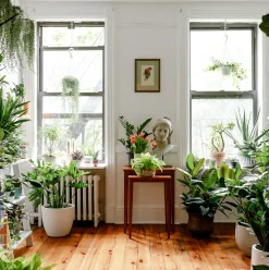 5 Spots to Shop for Flower Pots and House Plants in Cairo