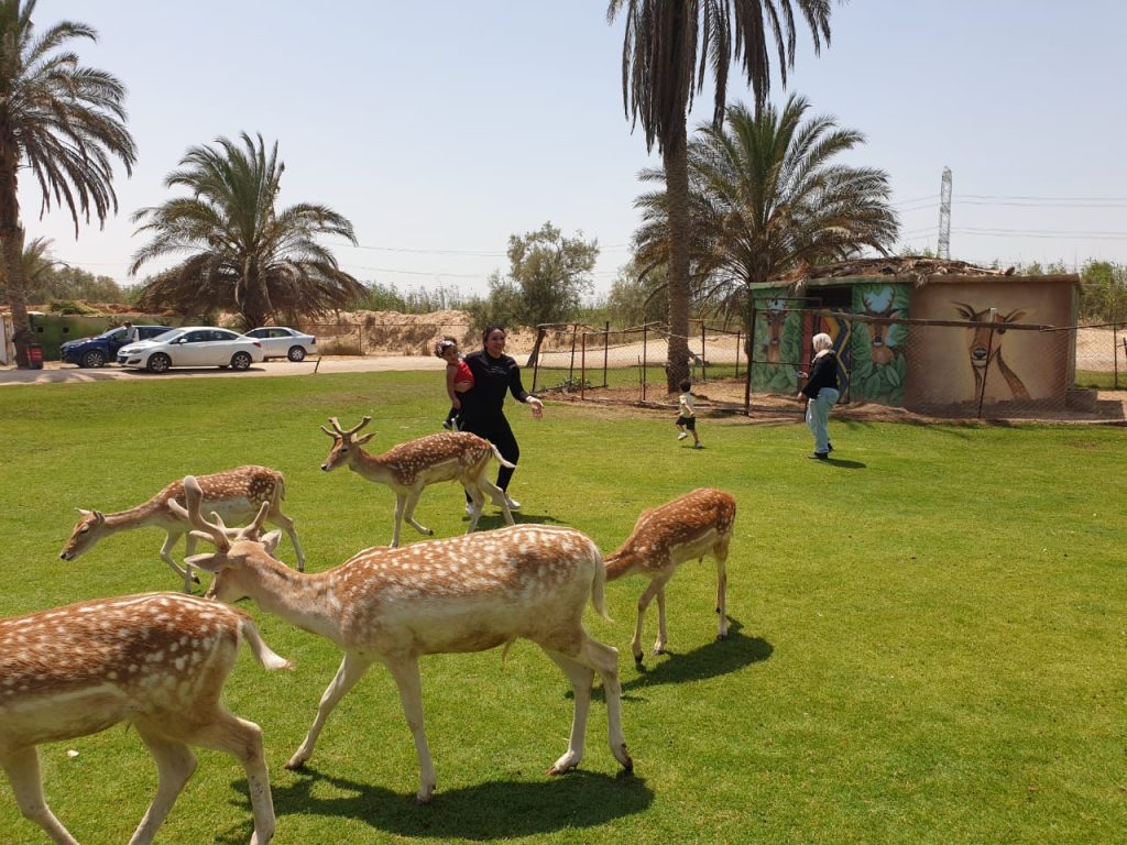 Spring Family Outings in Cairo: Destinations for Every Taste – Cairo ...