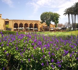 Time to Touch Some Grass: 6 Peaceful Green Parks in Cairo to Unplug