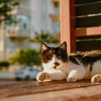 Travelling With Pets on EgyptAir: Everything You Need to Know Before You Fly