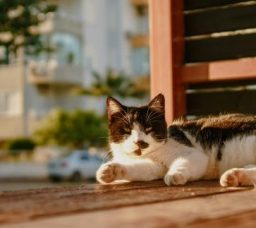 Travelling With Pets on EgyptAir: Everything You Need to Know Before You Fly