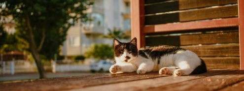 Travelling With Pets on EgyptAir: Everything You Need to Know Before You Fly