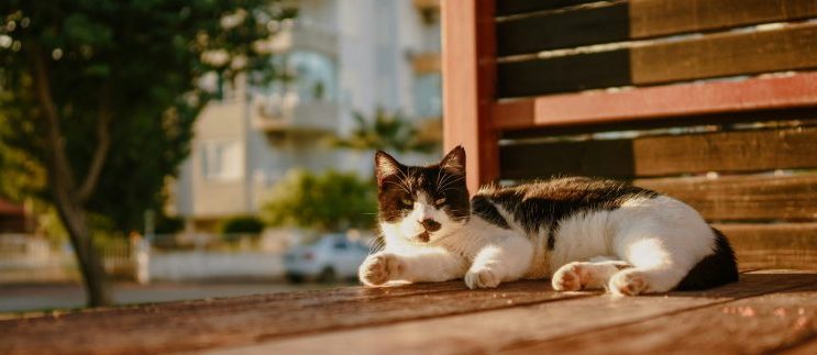 Travelling With Pets on EgyptAir: Everything You Need to Know Before You Fly