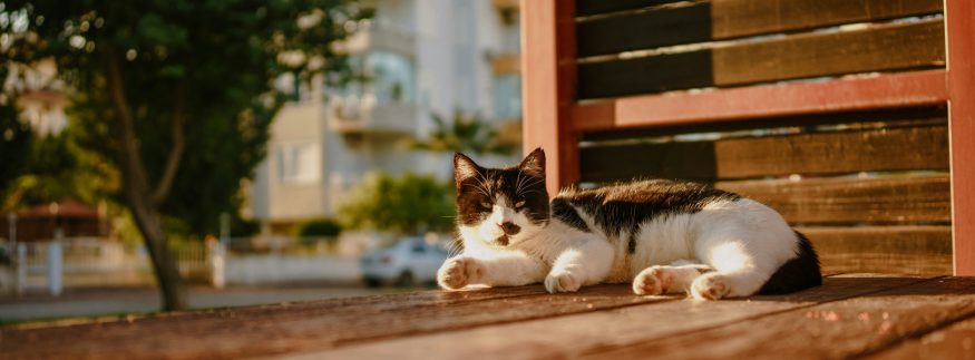 Travelling With Pets on EgyptAir: Everything You Need to Know Before You Fly