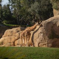حديقة الحيوان والأورمان.. دويتو الطبيعة والحيوانات في قلب الجيزة (الافتتاح قريبًا)