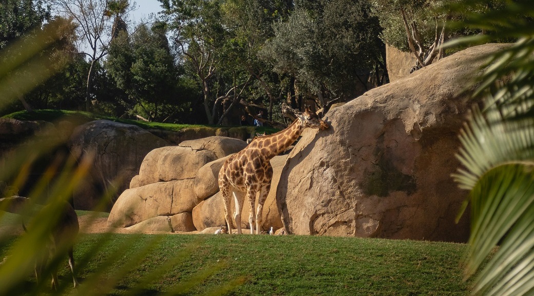 حديقة الحيوان والأورمان.. دويتو الطبيعة والحيوانات في قلب الجيزة (الافتتاح قريبًا)